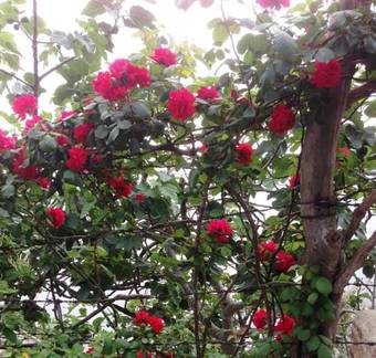 Bed & Breakfast Magnolia House