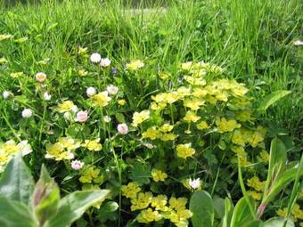 Hostal Haus Alpenruh