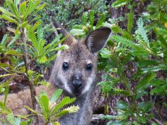 Eagles Rise Tasmania