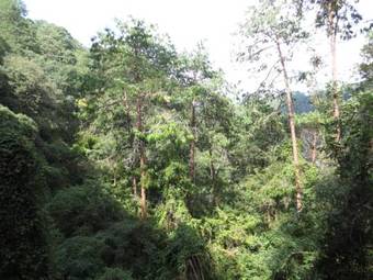 Hotel Caba�as 5 Pinos