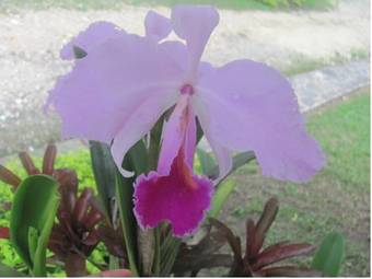 Hotel Hacienda El Diamante