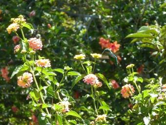 Hotel Finca El Cielo