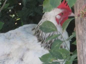 G�tes Du Pas Des Lanciers