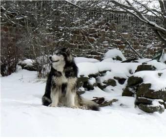 Bed & Breakfast Le Moulinou