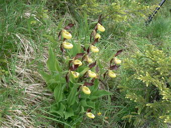 Hotel Auberge Camelia