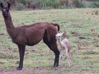 Hotel Yourtes Du Moulin Bertrand