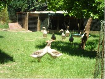 Agroturismo Turismo Em Casa De Campo