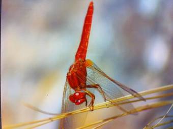 Hostal Cantar Do Grilo - Turismo Rural