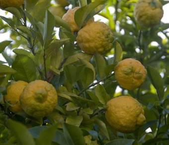 Hostal The Crown Guest House