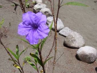 Hotel Coloso Del Mar