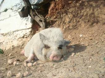 Agroturismo Comarquinal Bioresort Penedes