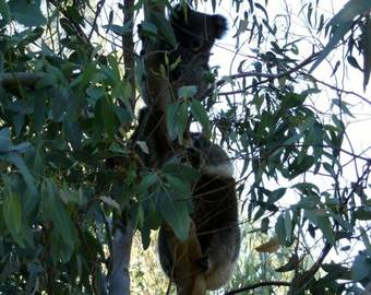 Bed & Breakfast Friends At Mclaren Vale