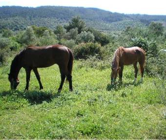 Bed & Breakfast Casa Masseria Le Ville