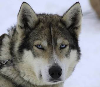 Hostal Guesthouse Husky