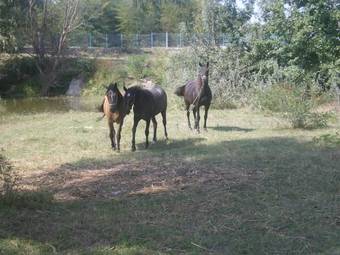 Hostal Complex Domneasca