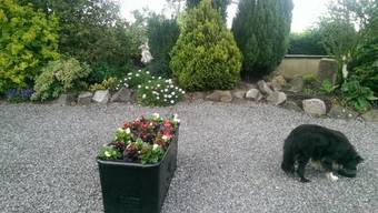 Bed & Breakfast The Ring Farmhouse