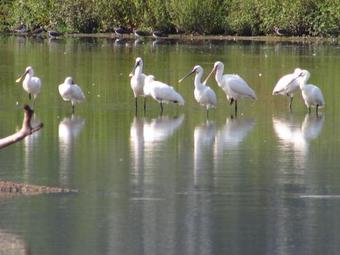 Alphen Gld - Holidayhome