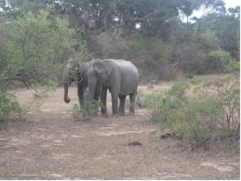 Flower Garden Lake Resort
