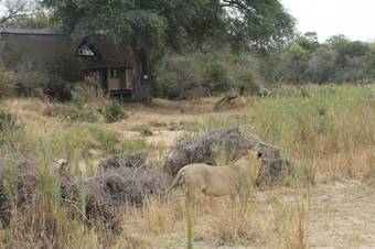 The River Lodge At Thornybush