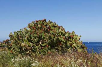 Apartamento Appartamento Girasole