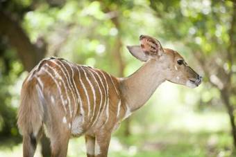 Zululand Safari Lodge