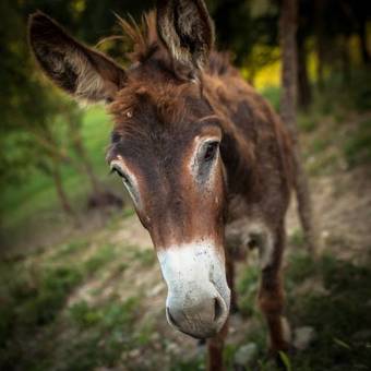 Agroturismo Farm Stay Agriturismo La Luna