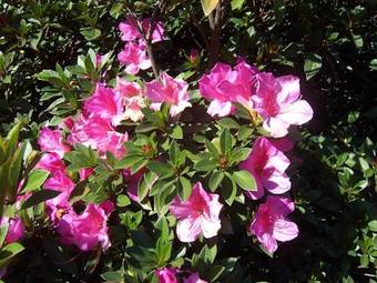 Azalea Bed And Breakfast