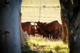 Agroturismo Kweekkraal Guest Farm