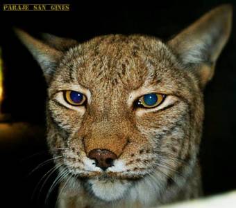 Apartamentos Paraje San Gines