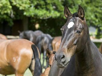 Agroturismo Yeguada Senillosa