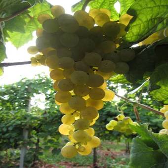 Agroturismo Agriturismo Ravaglia Grande