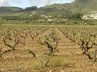 Agroturismo La Olivera
