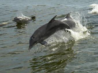 Hotel Paradise Isle Resort By Vri