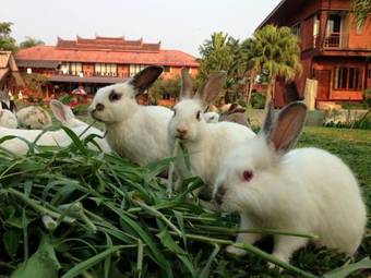 Hotel Du Doi Suay Resort