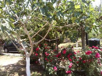 Apartamento Studios Akrogiali