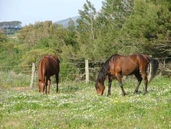 Agroturismo Agriturismo Sa Perda Marcada