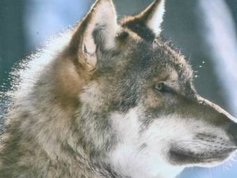 Modish Holiday Home In Wietzendorf Germany With Meadow Views