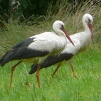 Landhotel Gut Zarrentin