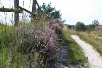 Hostal Landhaus Calluna