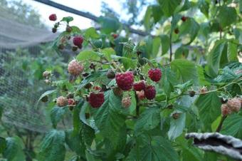 Hostal Hotel Cramer Bed & Breakfast