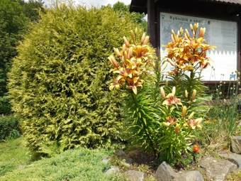 Hostal Penzion Braun