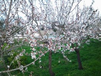 Masseria Il Mandorlo Fiorito