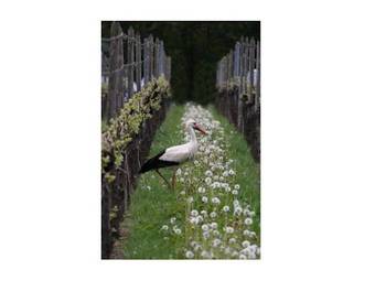 Hostal Domaine Jean Sipp