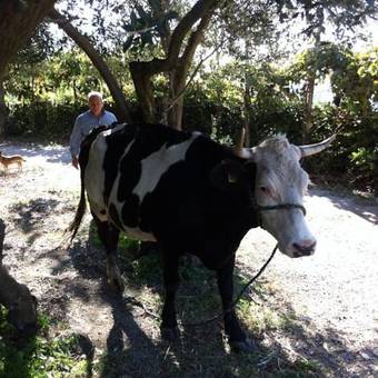 Hotel Villa Palmentiello