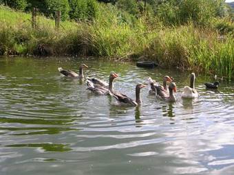 Bed & Breakfast Ferme Auberge � La Colline