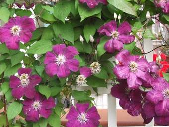 Bed And Breakfast I Girasoli