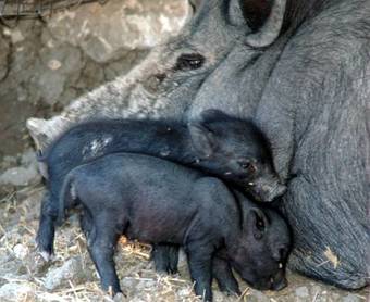 Agroturismo Agriturismo Fontefredda