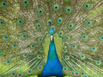 Bed & Breakfast Chambres D'h�tes La Corne Aux Vaches