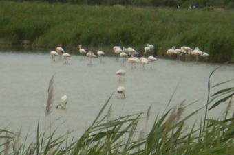 Holiday Home Les Tamaris I