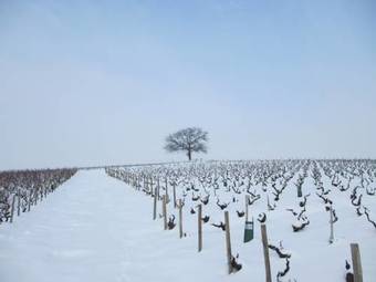 G�te Le Ch�ne Du Py